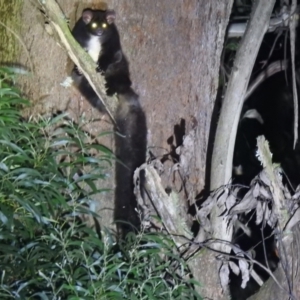 Petauroides volans at Farringdon, NSW - suppressed