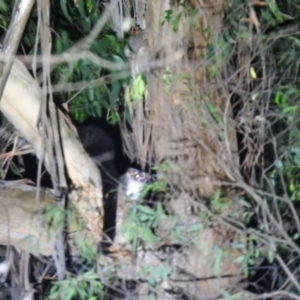 Petauroides volans at Farringdon, NSW - suppressed