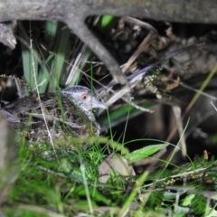 Turnix varius (Painted Buttonquail) at Tallaganda State Forest - 12 Mar 2022 by Liam.m