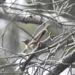 Hylacola pyrrhopygia (Chestnut-rumped Heathwren) at Carwoola, NSW - 27 Feb 2022 by Liam.m