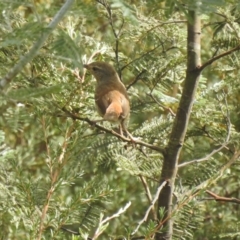 Hylacola pyrrhopygia at Carwoola, NSW - suppressed