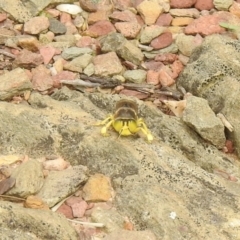 Bembix sp. (genus) (Unidentified Bembix sand wasp) at Carwoola, NSW - 1 Mar 2022 by Liam.m