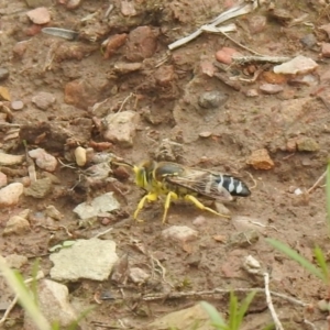 Bembix sp. (genus) at Carwoola, NSW - suppressed