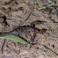 Urodacus manicatus (Black Rock Scorpion) at Mount Majura - 12 Mar 2022 by Helberth
