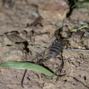 Urodacus manicatus at Hackett, ACT - 12 Mar 2022