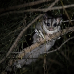 Petaurus notatus (Krefft’s Glider, Sugar Glider) at Hackett, ACT - 12 Mar 2022 by Helberth