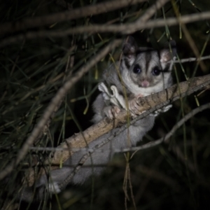 Petaurus notatus at Hackett, ACT - 12 Mar 2022 08:59 PM