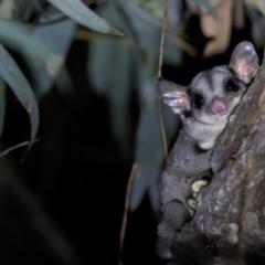 Petaurus notatus at Hackett, ACT - 12 Mar 2022 08:59 PM