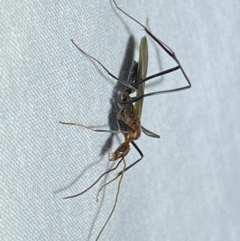 Leptomyrmex sp. (genus) (Spider ant) at Numeralla, NSW - 12 Mar 2022 by Steve_Bok