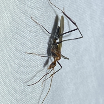 Leptomyrmex sp. (genus) (Spider ant) at Numeralla, NSW - 12 Mar 2022 by SteveBorkowskis