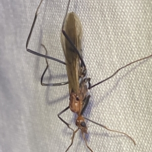 Leptomyrmex sp. (genus) at Numeralla, NSW - 12 Mar 2022