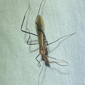 Leptomyrmex sp. (genus) at Numeralla, NSW - 12 Mar 2022