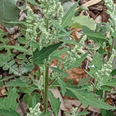 Chenopodium album (Fat Hen) at Watson, ACT - 13 Mar 2022 by abread111