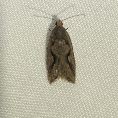 Euphona GROUP decolorana (Euphona GROUP decolorana) at Numeralla, NSW - 12 Mar 2022 by SteveBorkowskis