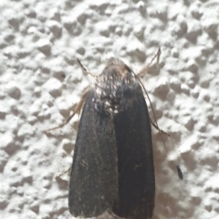 Proteuxoa sp. (21) (MoV, Part 9) (A Noctuid moth (Acronictinae)) at Turner, ACT - 13 Mar 2022 by LD12