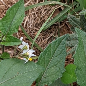 Solanum nigrum at Watson, ACT - 13 Mar 2022