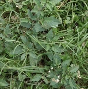 Solanum nigrum at Watson, ACT - 13 Mar 2022