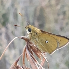 Trapezites luteus (Yellow Ochre, Rare White-spot Skipper) at Gundaroo, NSW - 13 Mar 2022 by Gunyijan