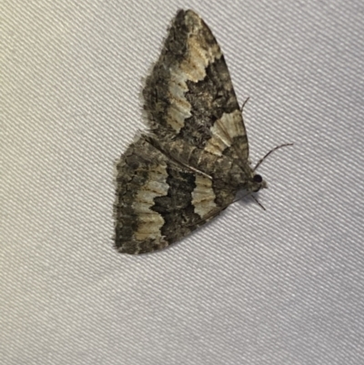 Chrysolarentia gypsomela (Gypsum Carpet) at Numeralla, NSW - 12 Mar 2022 by Steve_Bok