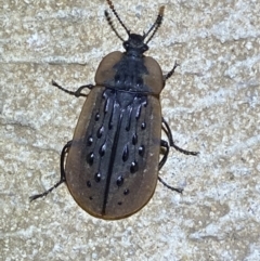 Ptomaphila lacrymosa (Carrion Beetle) at Numeralla, NSW - 12 Mar 2022 by SteveBorkowskis