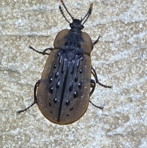 Ptomaphila lacrymosa at Numeralla, NSW - suppressed