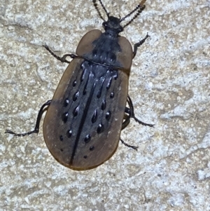 Ptomaphila lacrymosa at Numeralla, NSW - suppressed