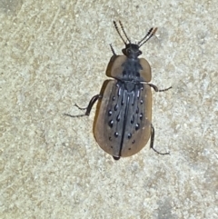 Ptomaphila lacrymosa at Numeralla, NSW - 12 Mar 2022