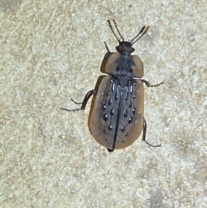 Ptomaphila lacrymosa at Numeralla, NSW - suppressed