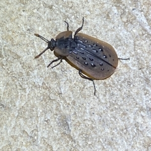 Ptomaphila lacrymosa at Numeralla, NSW - suppressed