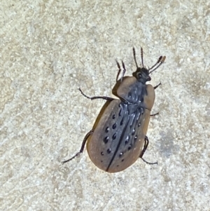 Ptomaphila lacrymosa at Numeralla, NSW - 12 Mar 2022