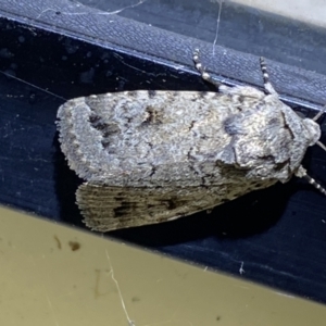 Proteuxoa capularis at Numeralla, NSW - 12 Mar 2022