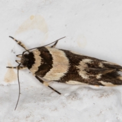 Macrobathra desmotoma ( A Cosmet moth) at Melba, ACT - 14 Jan 2022 by kasiaaus