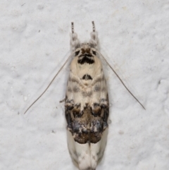 Piloprepes antidoxa (A concealer moth) at Melba, ACT - 14 Jan 2022 by kasiaaus
