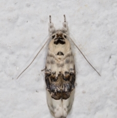 Piloprepes antidoxa (A concealer moth (Wingia group)) at Melba, ACT - 14 Jan 2022 by kasiaaus
