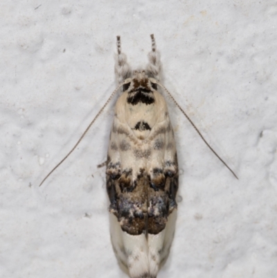 Piloprepes antidoxa (A concealer moth (Wingia group)) at Melba, ACT - 14 Jan 2022 by kasiaaus