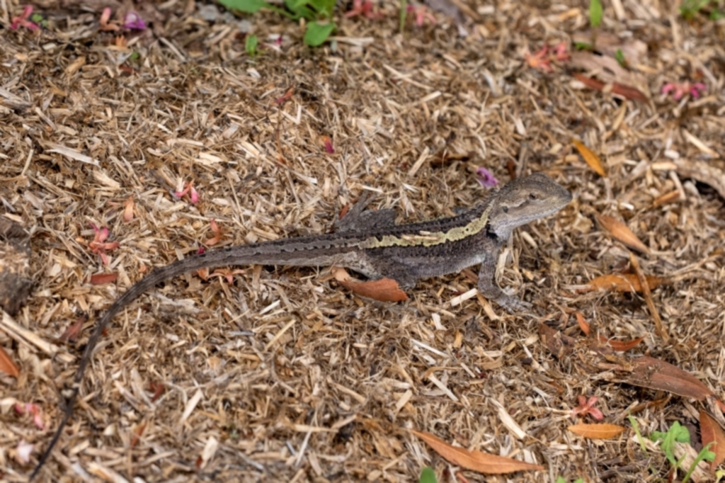 Amphibolurus muricatus at Penrose, NSW - 20 Feb 2022