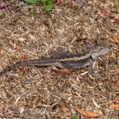 Amphibolurus muricatus (Jacky Lizard) at Penrose - 20 Feb 2022 by Aussiegall