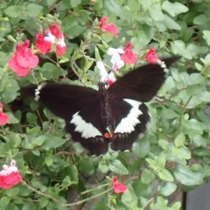 Papilio aegeus at Cook, ACT - 10 Mar 2022