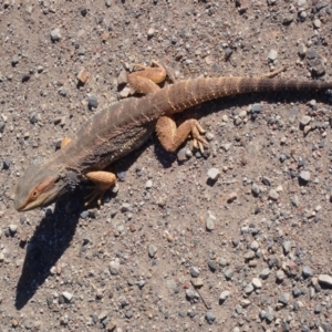 Pogona barbata at Narrangullen, NSW - suppressed