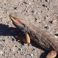 Pogona barbata at Narrangullen, NSW - suppressed