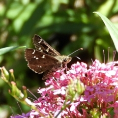 Pasma tasmanica (Two-spotted Grass-skipper) at Crooked Corner, NSW - 13 Mar 2022 by Milly