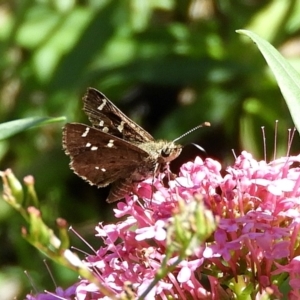 Pasma tasmanica at Crooked Corner, NSW - 13 Mar 2022