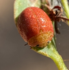 Unidentified Leaf beetle (Chrysomelidae) (TBC) at Kybeyan State Conservation Area - 13 Mar 2022 by Steve_Bok