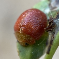 Paropsis variolosa at Numeralla, NSW - 13 Mar 2022