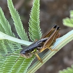 Praxibulus sp. (genus) (A grasshopper) at Numeralla, NSW - 13 Mar 2022 by Steve_Bok