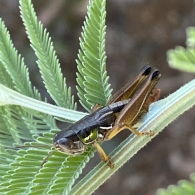 Praxibulus sp. (genus) (A grasshopper) at Numeralla, NSW - 13 Mar 2022 by SteveBorkowskis