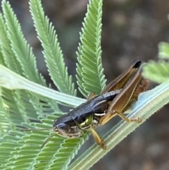 Praxibulus sp. (genus) at Numeralla, NSW - 13 Mar 2022