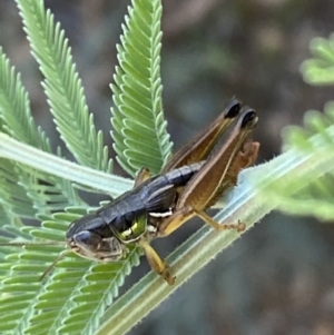 Praxibulus sp. (genus) at Numeralla, NSW - 13 Mar 2022