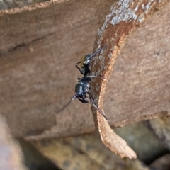 Myrmarachne (genus) (Unidentified Ant-mimic jumping spider) at Numeralla, NSW - 13 Mar 2022 by SteveBorkowskis
