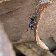 Myrmarachne sp. (genus) at Numeralla, NSW - 13 Mar 2022 04:44 PM